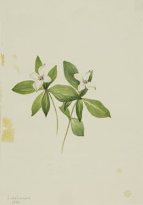  av Mary Vaux Walcott