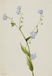 Bur-forglem-meg-ei Lappula diffusa, 1903. av Mary Vaux Walcott