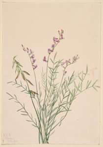  av Mary Vaux Walcott