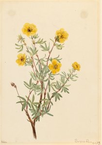 Bush Cinquefoil Potentilla fruticosa, 1917. av Mary Vaux Walcott