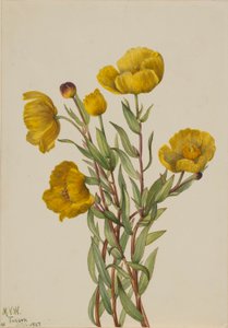  av Mary Vaux Walcott