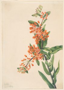 av Mary Vaux Walcott