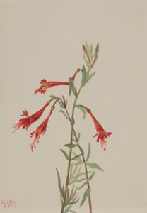  av Mary Vaux Walcott
