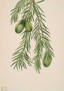 California Muskat Tumion californicum, 1929. av Mary Vaux Walcott