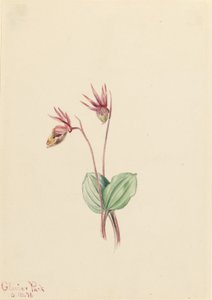  av Mary Vaux Walcott