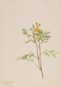 Capnoides aureum, 1918. av Mary Vaux Walcott