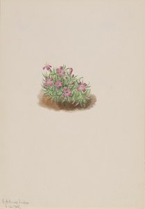 Teppe rosa Silene acaulis, 1905. av Mary Vaux Walcott