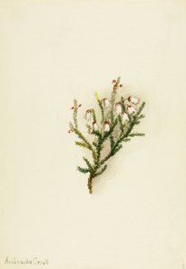 Cassiope Cassiope mertensiana, ca. 1900-1905. av Mary Vaux Walcott