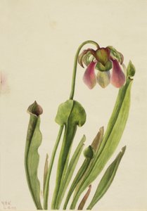 Catesby Pitcherplant Sarracenia catesaei, 1929. av Mary Vaux Walcott