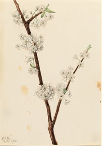  av Mary Vaux Walcott