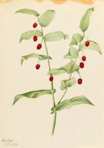  av Mary Vaux Walcott