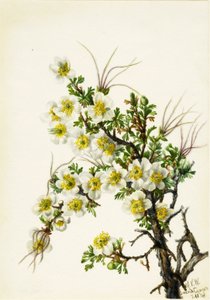 Cliffrose Cowania stansburiana, 1934. av Mary Vaux Walcott