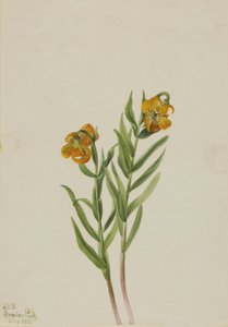 Columbia Lily Columbia Lily, 1925. av Mary Vaux Walcott