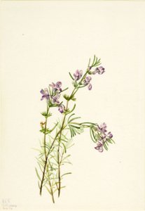 Conradina verticillata, 1934. av Mary Vaux Walcott