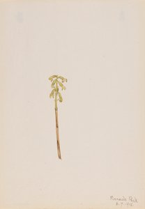 Corathorhiza corallorhiza, 1918. av Mary Vaux Walcott
