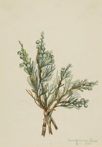 Creeping Juniper Juniperus horizontalis, 1918.    1141884   no       norwegian Successfully Translated  Original: Study of head of bearded man for The Quest of the Holy Grail (series of fifteen paintings for the Boston Public Library, completed in 1901) Tr av Mary Vaux Walcott
