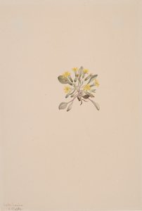 Elegante pannekaker, 1904. av Mary Vaux Walcott