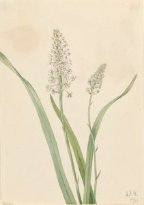 Crowpoison Chrosperma muscaetoxicum, 1921. av Mary Vaux Walcott