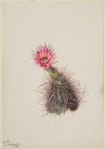 Agurkkaktus, 1939. av Mary Vaux Walcott