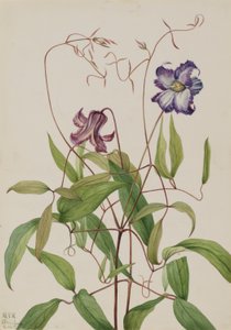  av Mary Vaux Walcott