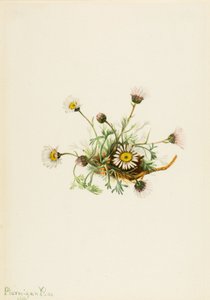  av Mary Vaux Walcott