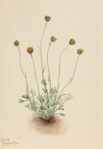 Cut Leaf Fleabane Erigeron fyrstikk naken, 1921. av Mary Vaux Walcott