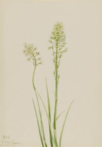  av Mary Vaux Walcott