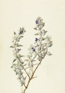  av Mary Vaux Walcott
