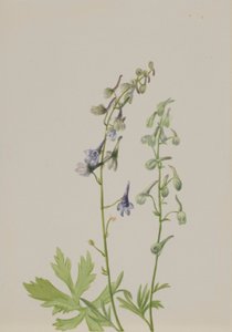  av Mary Vaux Walcott
