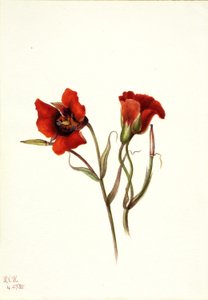  av Mary Vaux Walcott