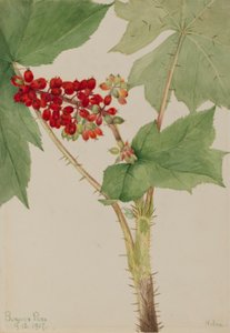  av Mary Vaux Walcott