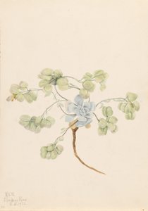 Dobbel blærepod (Physaria didymocarpa) av Mary Vaux Walcott