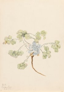 Dobbel blærepod Physaria didymocarpa, 1920. av Mary Vaux Walcott