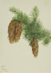 Douglas Fir Pseudotsuga mucronata, 1923. av Mary Vaux Walcott