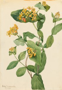  av Mary Vaux Walcott