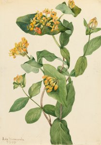Douglas Honeysuckle Lonicera glaucescens, 1919. av Mary Vaux Walcott
