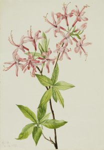 Downy Pinxter Bloom Azalea rosea, 1923. av Mary Vaux Walcott
