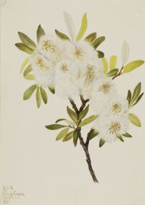 Drummond Willow Salix drummondiana, 1921. av Mary Vaux Walcott