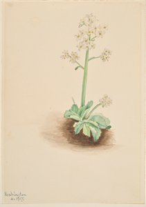  av Mary Vaux Walcott
