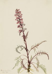  av Mary Vaux Walcott