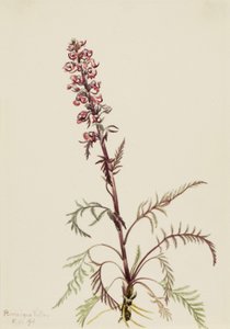 Elephanthead Pedicularis Greenlandica, 1916. av Mary Vaux Walcott