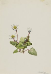 Elkslip Caltha leptosepala, 1916. av Mary Vaux Walcott