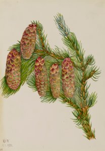 Engelmann Gran Picea engelmanni, 1920. av Mary Vaux Walcott