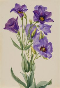  av Mary Vaux Walcott
