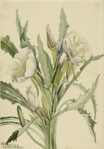  av Mary Vaux Walcott