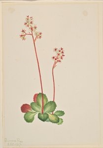  av Mary Vaux Walcott