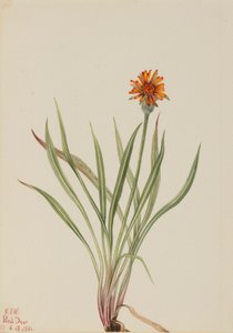  av Mary Vaux Walcott