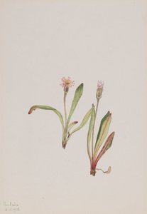 Falsk løvetann Agoseris carnea, 1918. av Mary Vaux Walcott