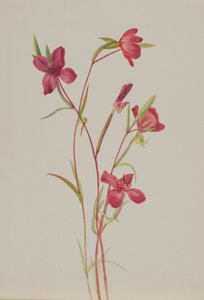 Farewell to Spring Godetia amoena lilja, ca. 1930s. av Mary Vaux Walcott