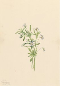Feltfiolett Viola rafinesquii, 1919. av Mary Vaux Walcott